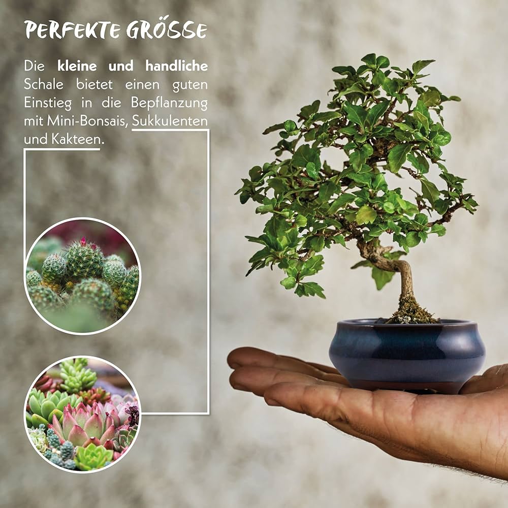 pot à bonsaï amazon