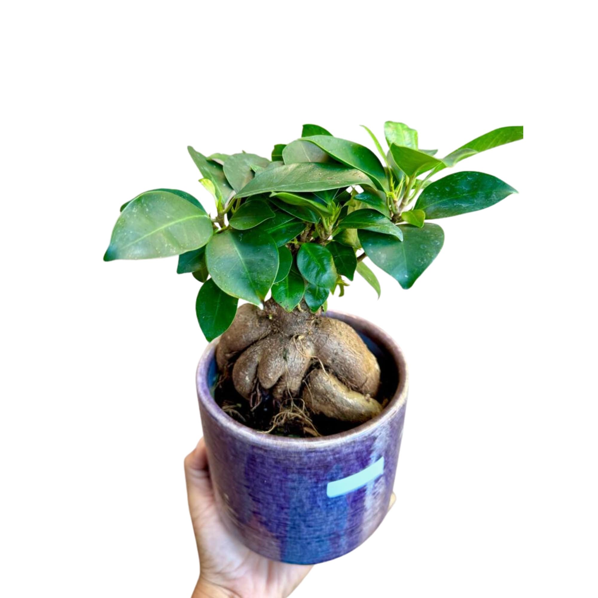 pot a bonsai ficus