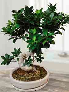 pot à bonsai pas cher