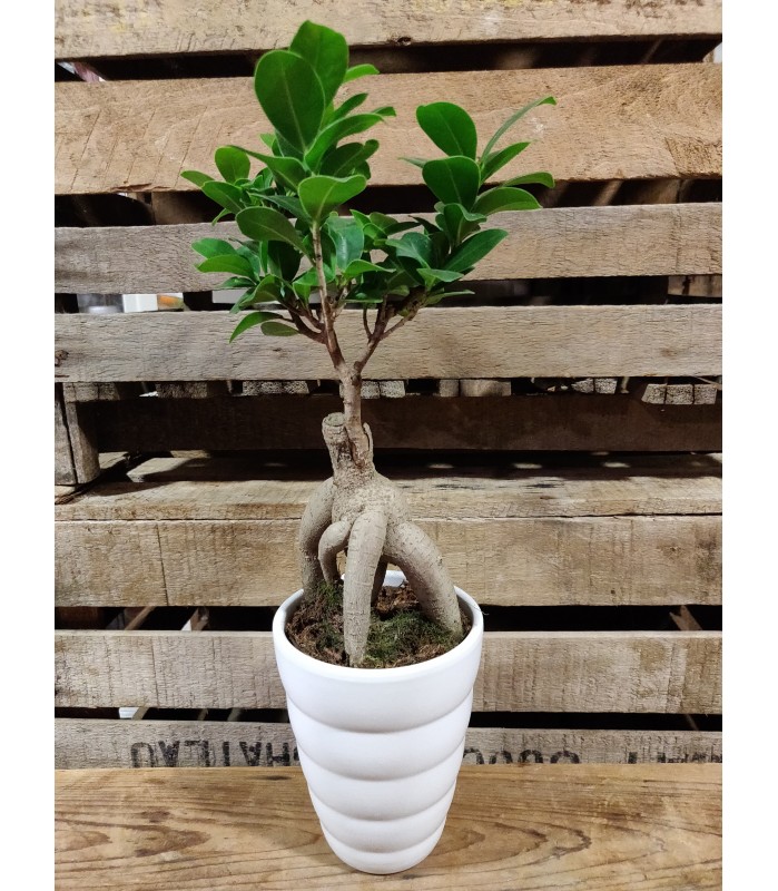 pot bonsai ficus ginseng