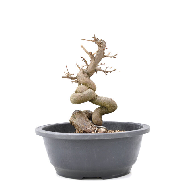 pot bonsai ikea