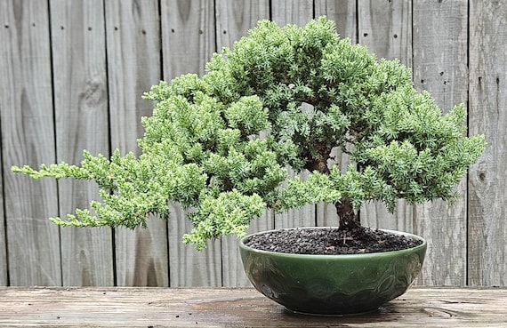 pot bonsaï japonais