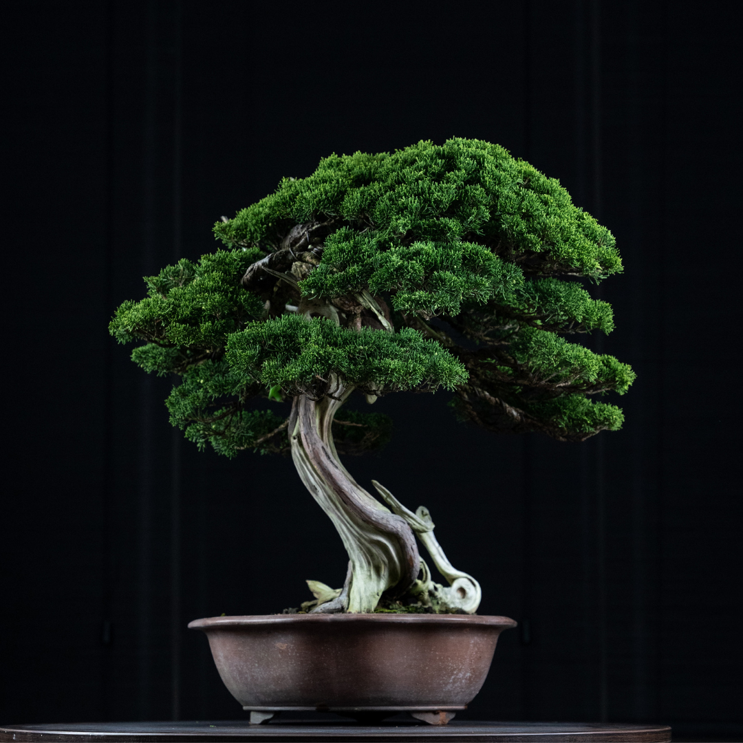 pot bonsai japonais
