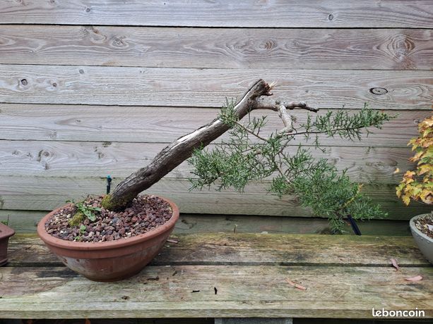 pot bonsai occasion