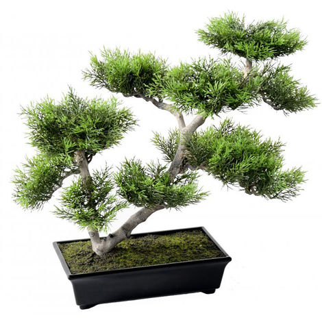 pot bonsai pas cher