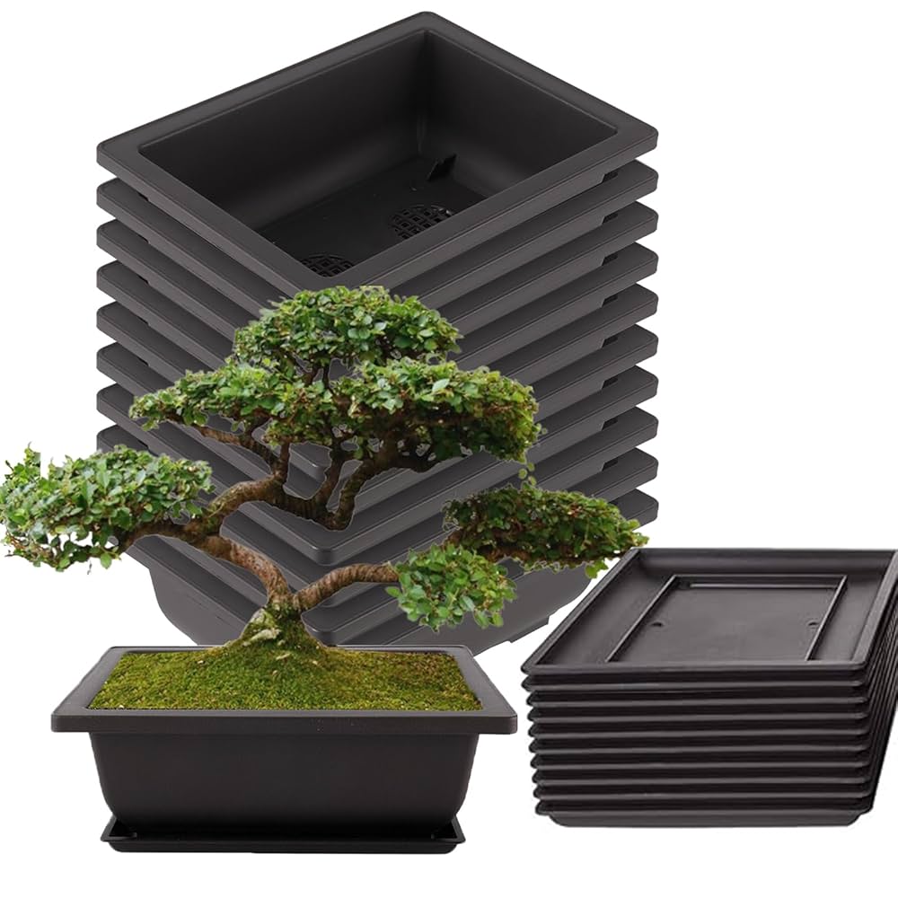 pot bonsai plastique