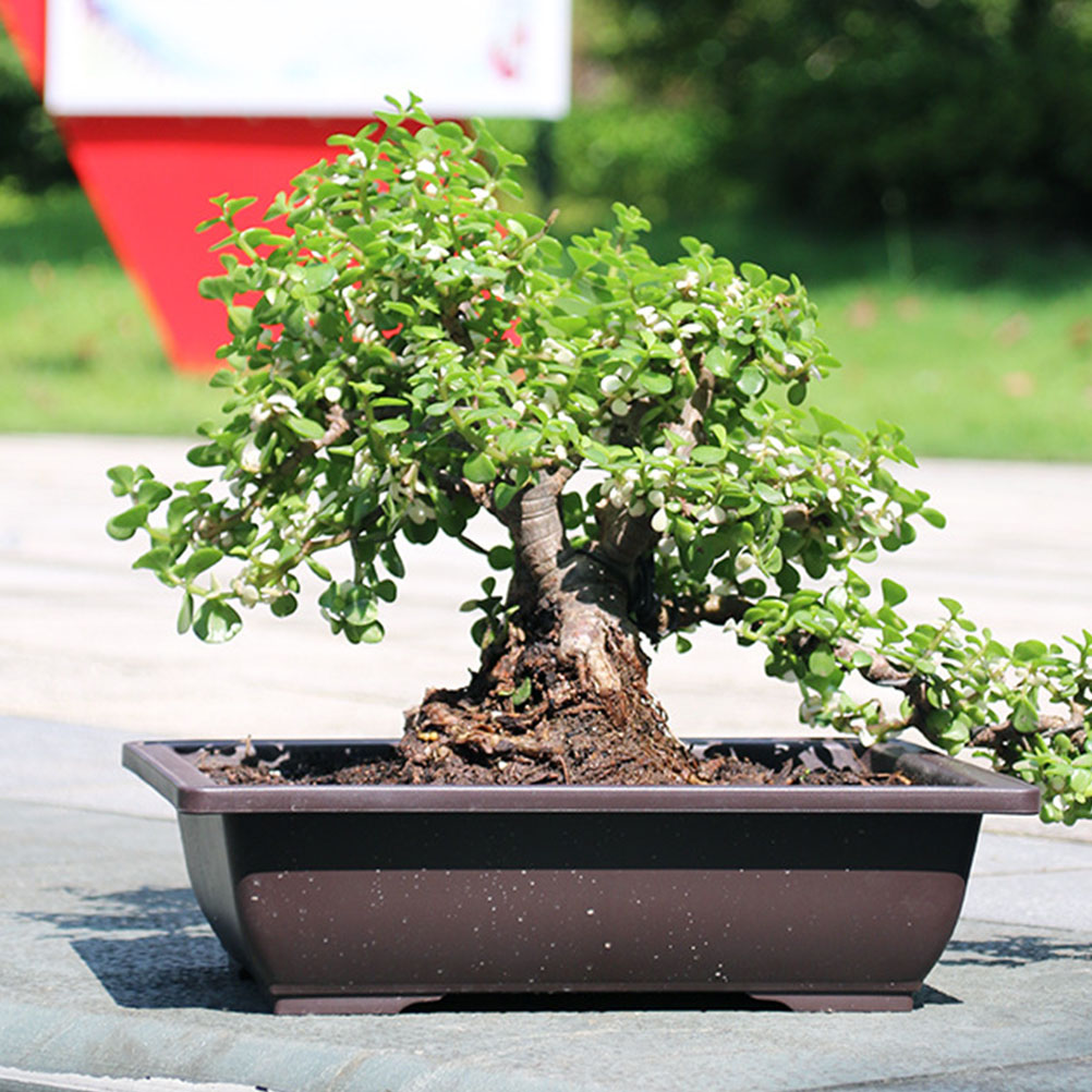 pot bonsai terre cuite