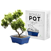 pot pour bonsai amazon