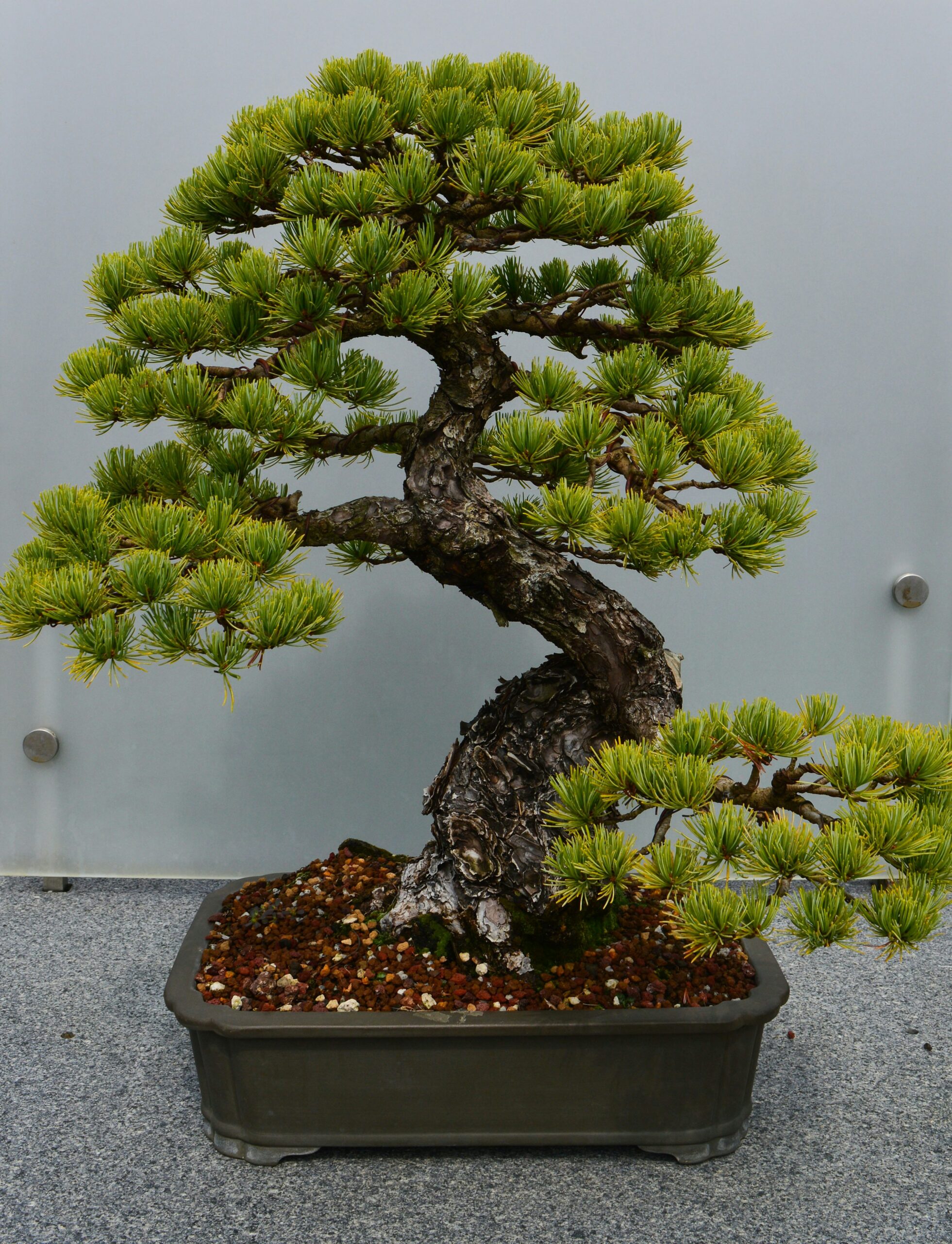 pot pour bonsai botanic