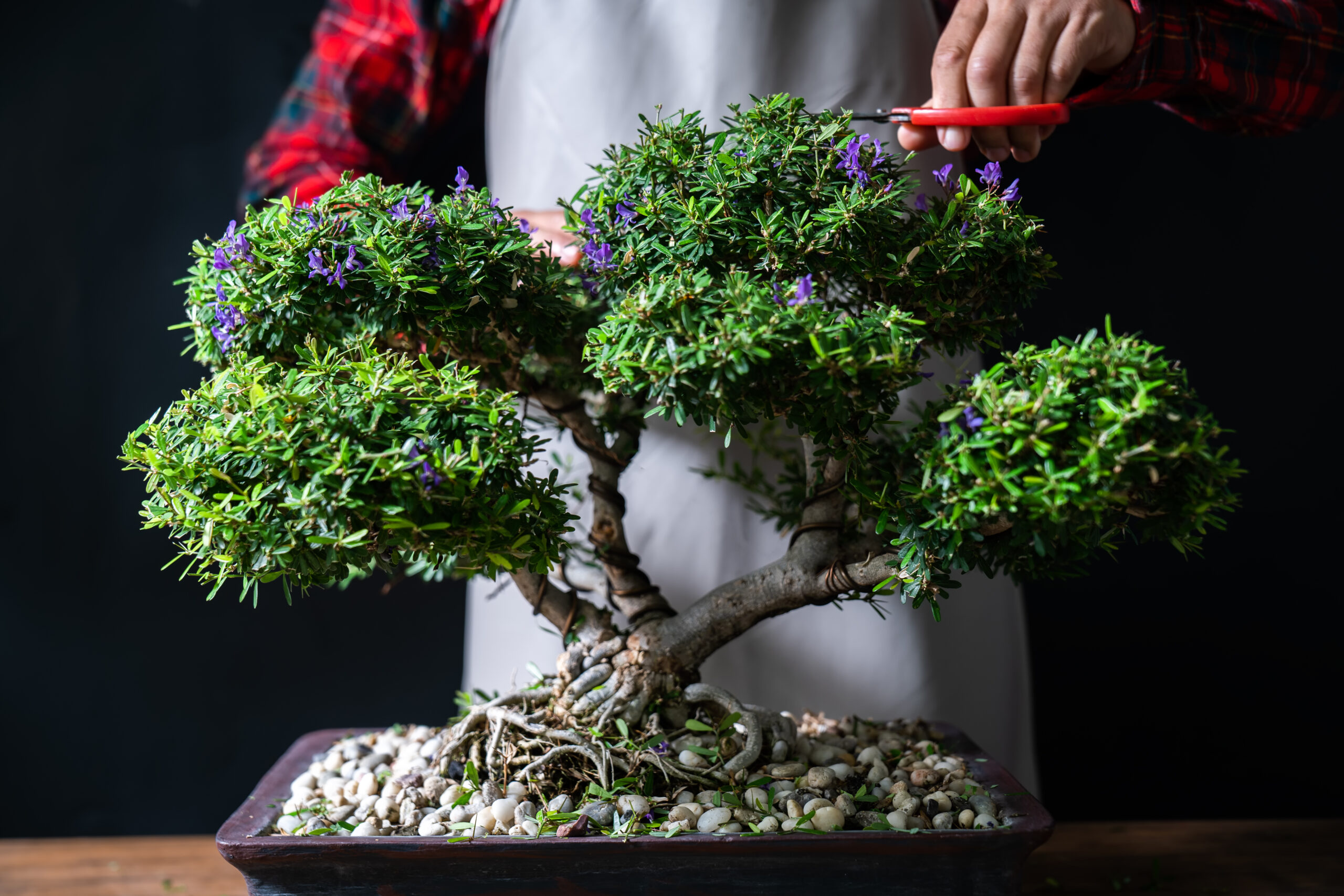 pot pour bonsai ficus