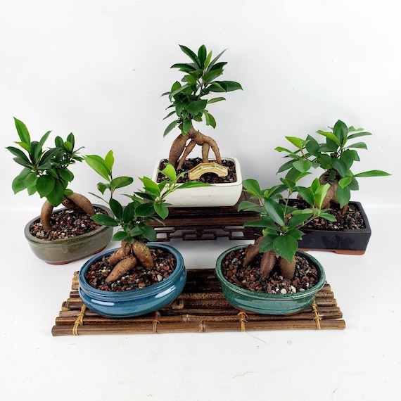 pot pour bonsai ficus ginseng