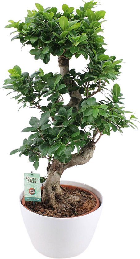 pot pour bonsaï ficus ginseng