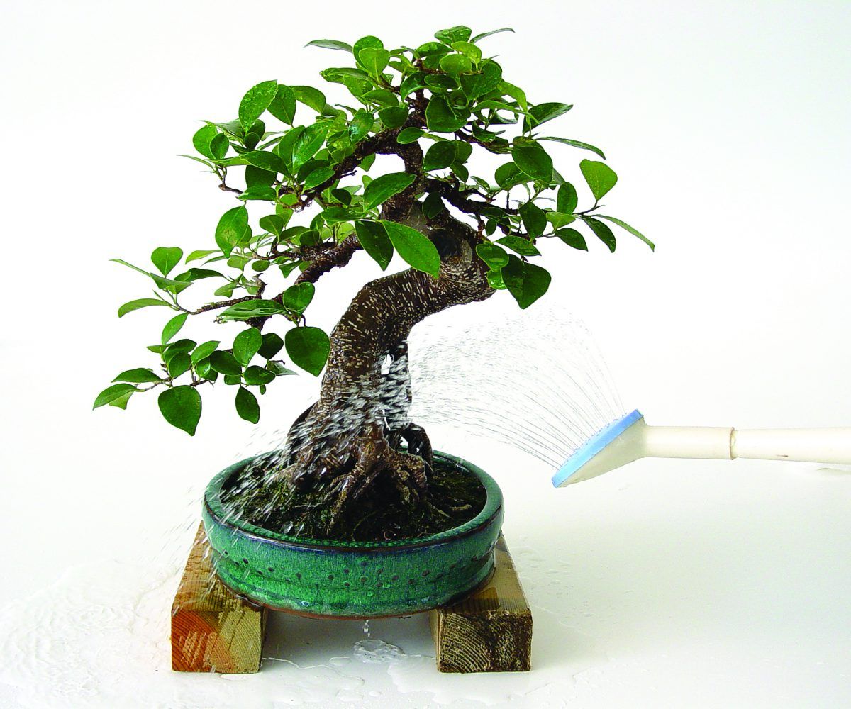 prendre soin bonsai