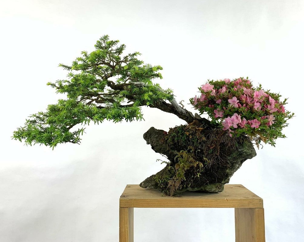 site bonsai