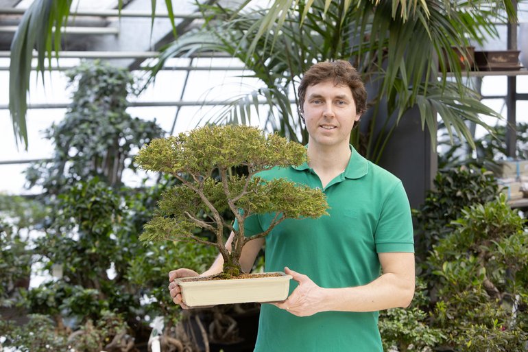 site de bonsai