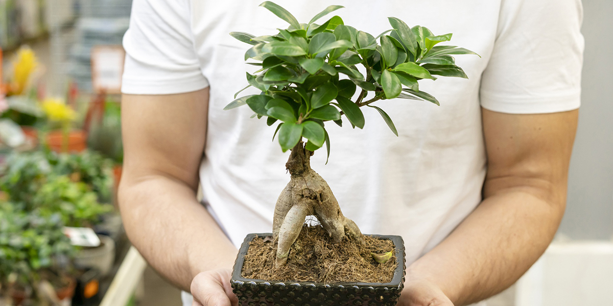 soigner un bonsai