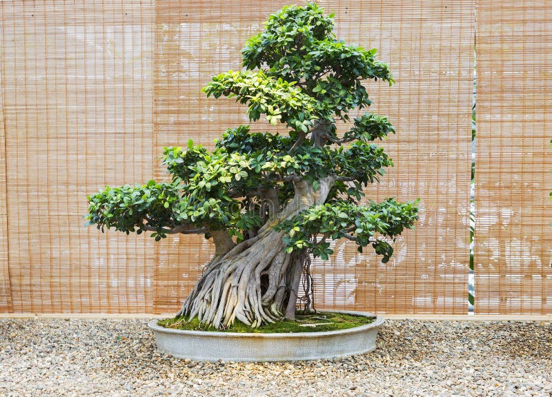 soigner un bonsaï ficus