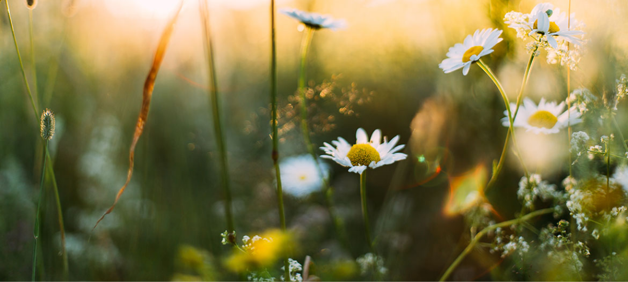 tarif service à la personne jardinage