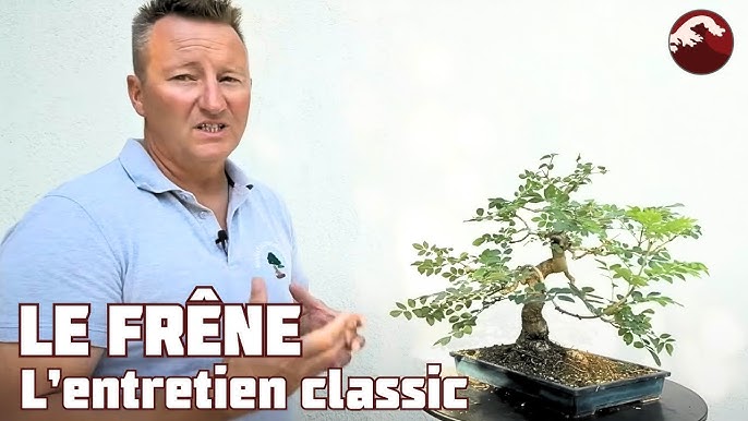 bonsaï entretien taille