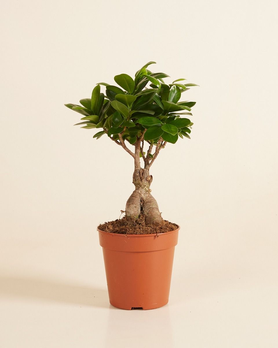 bonsaï ficus entretien hiver