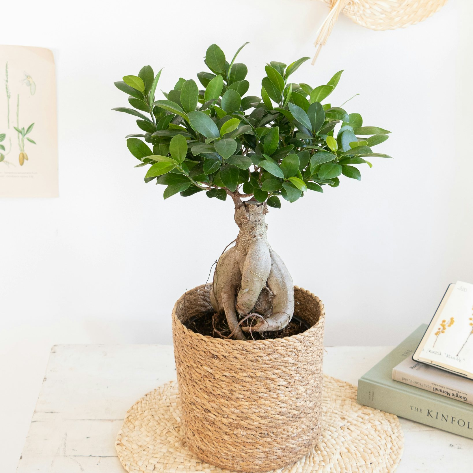 bonsaï ficus ikea