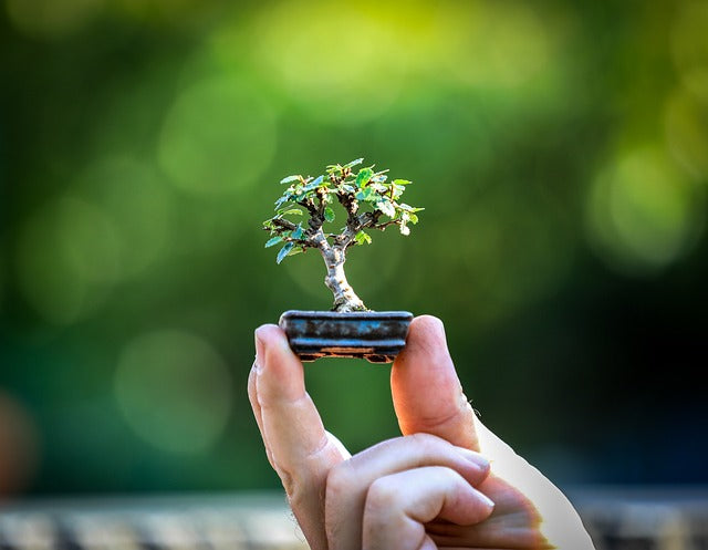 culture du bonsai