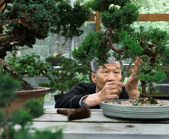 entretien mini bonsai