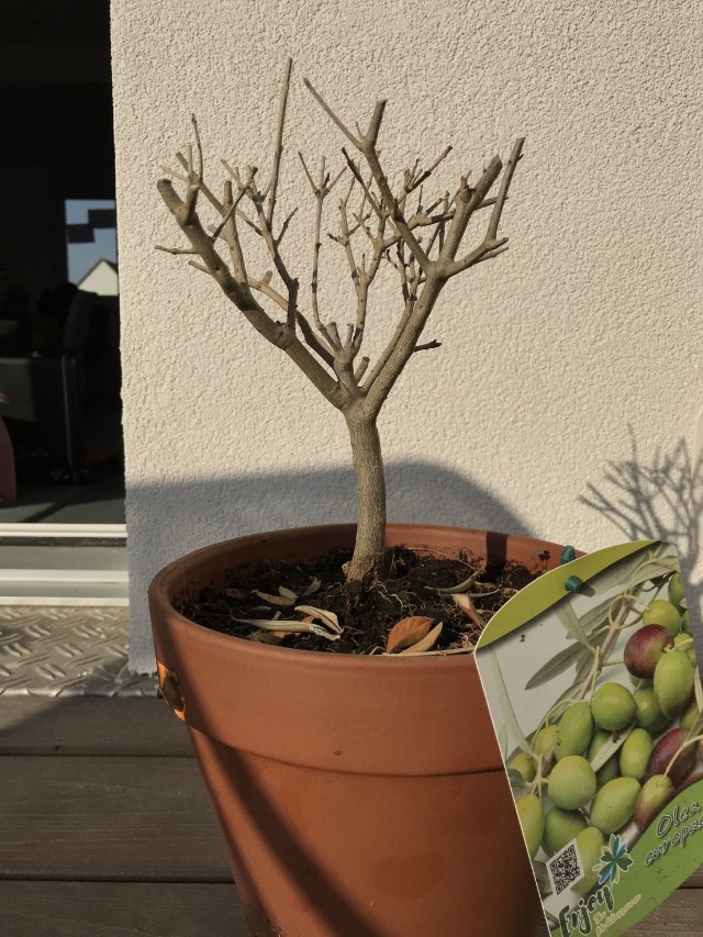 entretien olivier bonsai
