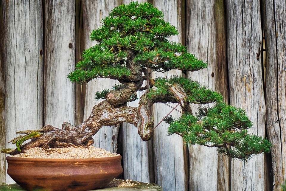 grand pot bonsai