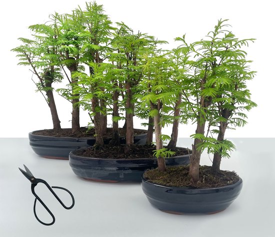 metasequoia bonsai entretien