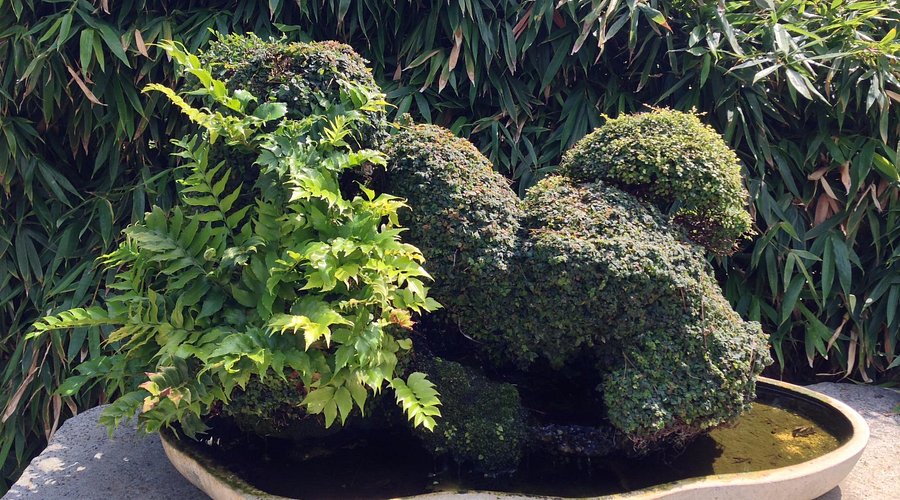 musee bonsai