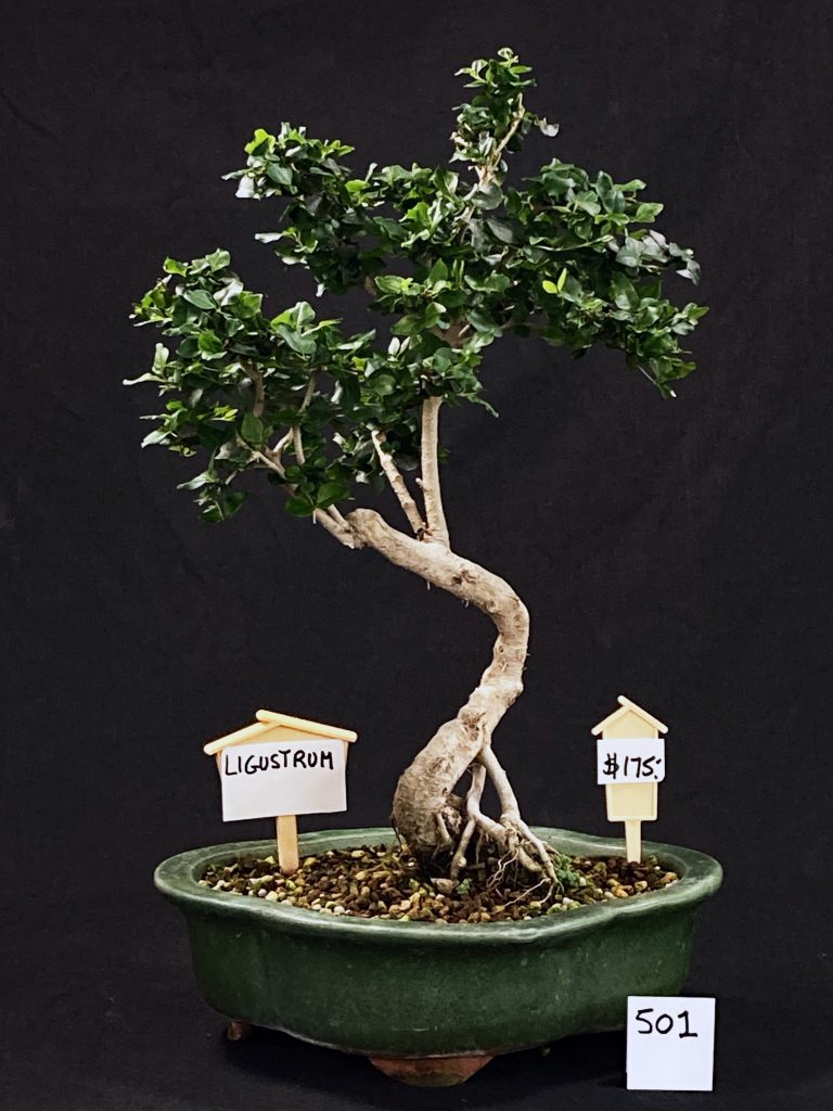 pépinière bonsaï achat en ligne