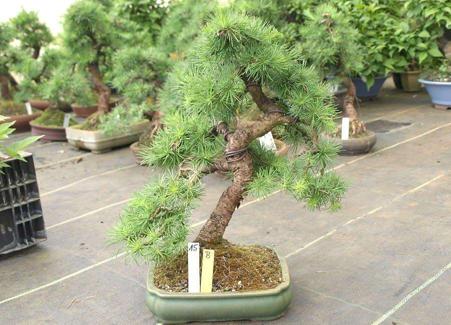 pepinieres bonsai