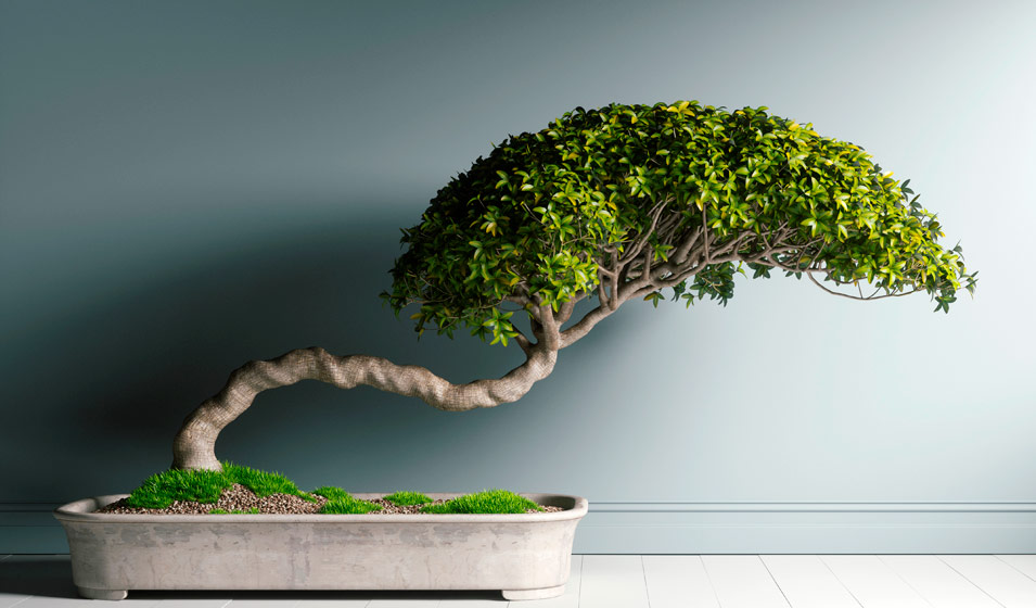petit bonsai entretien