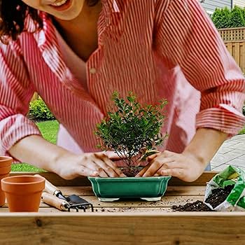petit pot bonsai