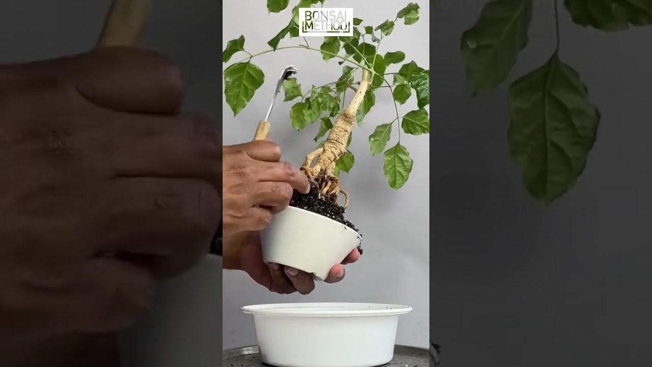 radermachera bonsaï entretien