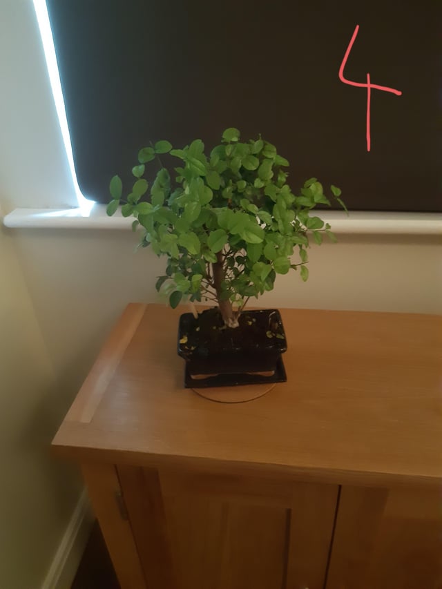 s occuper d un bonsai interieur