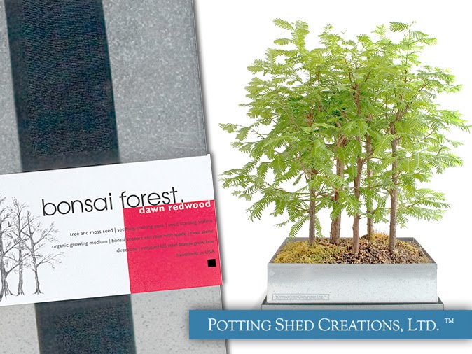 sequoia de chine bonsai