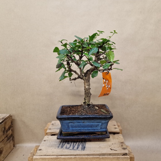 bonsaï carmona floraison