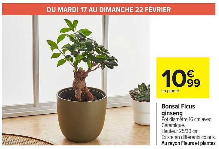 bonsaï carrefour