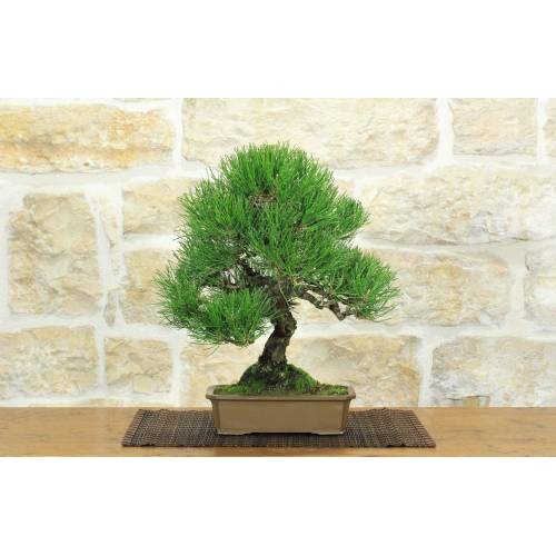 bonsaï cerisier du japon achat