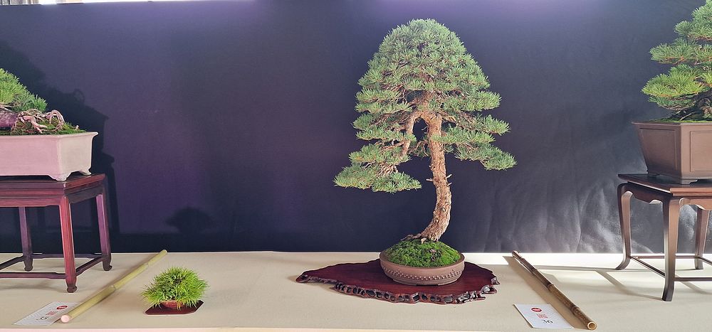 bonsaï culture expo