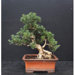 bonsaï de collection à vendre