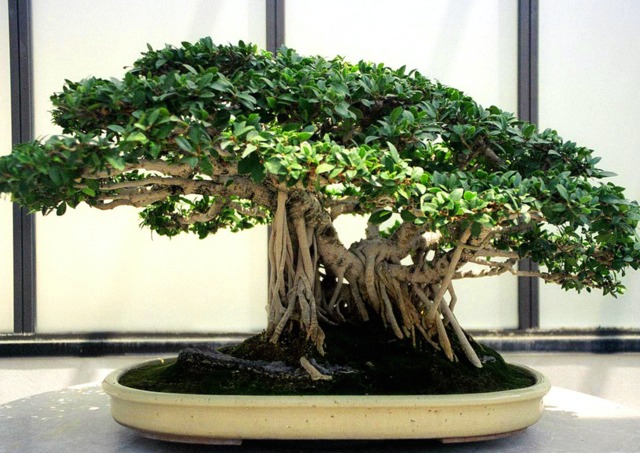 bonsaï ficus retusa entretien
