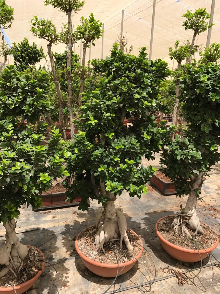 bonsaï ficus sec