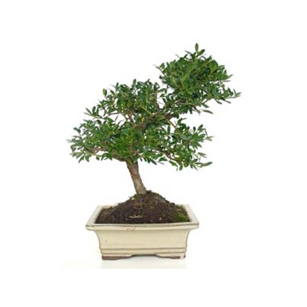 bonsaï ilex