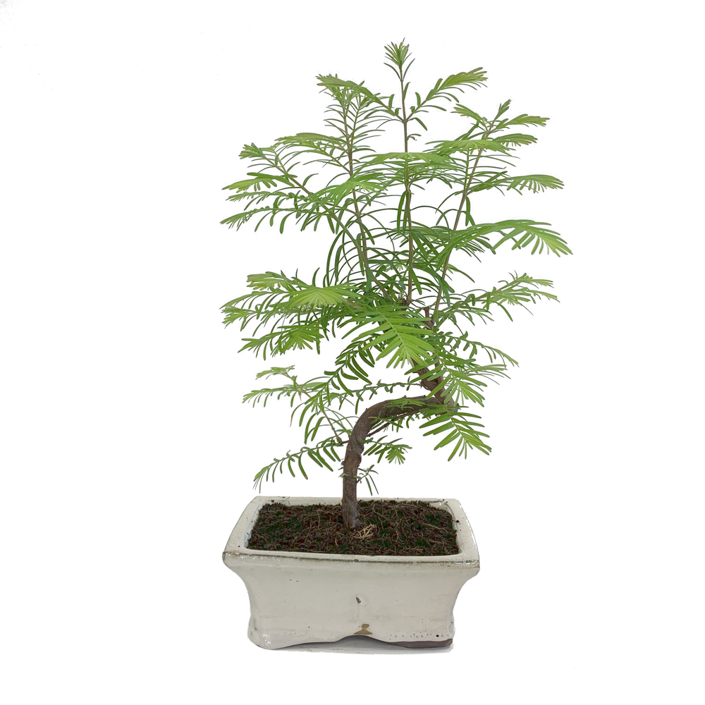 bonsaï metasequoia sec