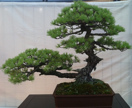 bonsaï pin entretien