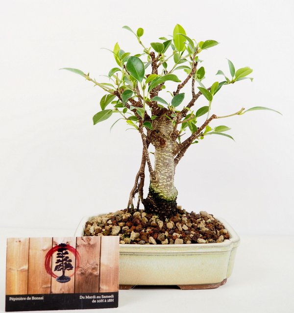bonsai vente en ligne
