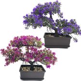 bonsai violet